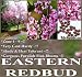 20 Eastern Redbud Tree Seeds - Cercis canadensis VERY COLD HARDY Z. 4-9 - GORGEOUS PINK FLOWERS