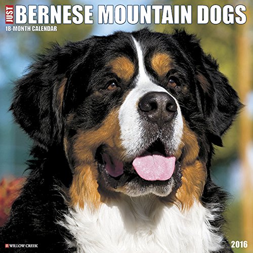 2016 Just Bernese Mountain Dog Wall Calendar