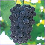 葡萄(ぶどう)苗木 マスカットベリーA