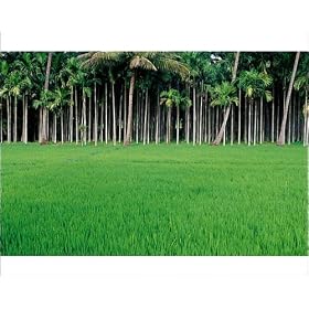 Photographic Prints of Rice field with betel nut trees in background from Lonely Planet Images