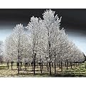 Pear Trees Gallery Wrapped Canvas - 16x20"
