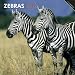 Zebras 2012 Square 12X12 Wall Calendar (Multilingual Edition)