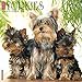 2016 Just Yorkies Wall Calendar