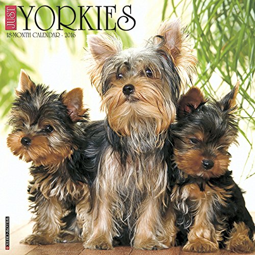 2016 Just Yorkies Wall Calendar