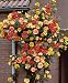 Climbing Joseph's Coat Rose By Collections Etc