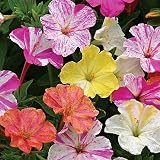 Marbles Mix Four O'Clocks - 15 Seeds, 2g - Beautiful