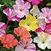 Marbles Mix Four O'Clocks - 15 Seeds, 2g - Beautiful