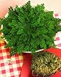 ROSE DE JERICO - selaginella lepidophylla -