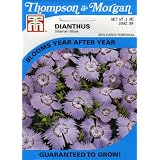Thompson & Morgan 3070 Dianthus 'Siberian Blues' Exclusive Seed Packet