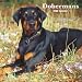 Dobermans (International) 2009 Wall Calendar 12 X 12
