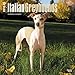 Greyhounds, Italian 2016 Square 12x12