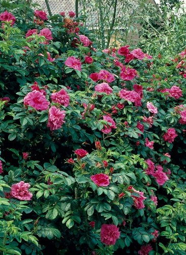 Heckenrose, rot, 2ltr Topf, 3 Stck Preisvergleich