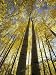 Fall-Colored Aspen Trees, Stevens Pass, Washington, USA Photographic Poster Print