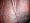 Burnt Sienna Cutwork Jamawar India Pashmina Shawl Free Shipp Image #5