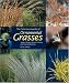 The Color Encyclopedia of Ornamental Grasses: Sedges, Rushes, Restios, Cat-Tails and Selected Bamboos