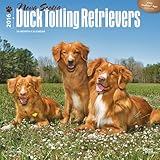 Nova Scotia Duck Tolling Retriever 2016 Square 12x12