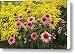 A Garden With Purple Coneflowers Canvas Print / Canvas Art - Artist Richard Nowitz