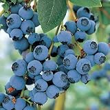 Blue Crop Blueberry Plant - Large/Delicious/Midseason