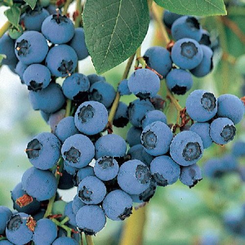 Blue Crop Blueberry Plant - Large/Delicious/Midseason - 2 .5 Blue Crop Blueberry Plant - Large/Delicious/Midseason - 2 .5
