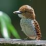 My Life with Birds, or, How To Make Birds Very Hap&hellip by S. Steele Ph.D.