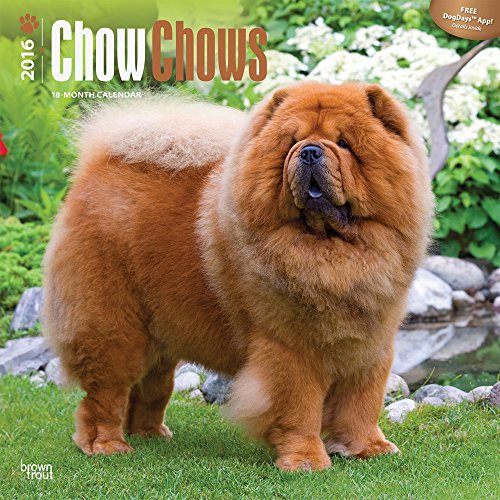 Chow Chows 2016 Wall Calendar