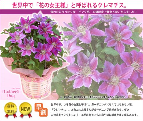 【母の日】 ■花の女王＊クレマチスピンク系＊鉢植えギフト■