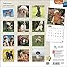 Cockapoos 2015 Wall Calendar
