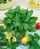 Lemon Balm Seeds - Melissa Officinalis - .1 Grams - Approx 160 Gardening Seeds - Herb Garden Seed