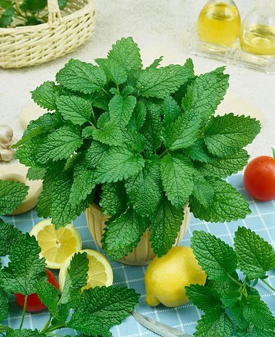 Lemon Balm Seeds - Melissa Officinalis - .1 Grams - Approx 160 Gardening Seeds - Herb Garden Seed