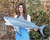 Giant Taxidermy Great White Shark 40 Full Wall Mount