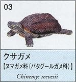 ユージン 原色爬虫類カメ目図鑑 クサガメ ガチャポン チョコエッグフィギュア