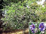 Tasmanian Kangaroo Apple 15 Seeds - Solanum - Fruit