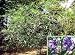 Tasmanian Kangaroo Apple 15 Seeds