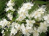 Amazon / Hirts: Shrubs & Trees: Chinese Sorbaria - Looks Like a Giant White Astilbe!