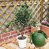 国華園 実つき不知火 接木3年生 【限定５０株】