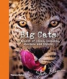 Big Cats: In Search of Lions, Leopards, Cheetahs, and Tigers