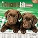Chocolate Lab Puppies 2016 Calendar