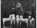 Prints of FALL/CLUMBER SPANIEL/36 from Mary Evans