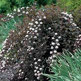 Shrubs - Purple Ninebark Summer Wine PP#14,821