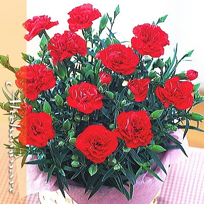 30％OFF　送料無料！母の日 赤のカーネーション鉢植（５号）