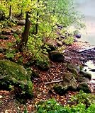 Wall Mural Decal Sticker Forest Wood River Stream MMartin130