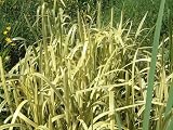 Variegated REED Water pond aquatic plant Green & Cream
