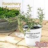 (観葉)ハーブ苗 ローズマリー 這性 3号(お買い得3ポットセット) 家庭菜園 本州・四国限定[生体]