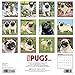 2016 Just Pugs Wall Calendar