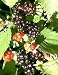 Jewel Black Raspberry Plant