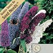 20+ Seeds, Butterfly Bush
