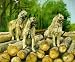 Belgian Laekenois Dog Matted Art Print - 5 in x 7 in Design - 8 in x 10 in Matted