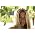 Vignette de Colbie Caillat