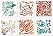 Roylco Fossil Rubbing Plates - 7" x 7" - 6 / Pack - Clear - Plastic