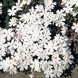 �ō��i�V�o�U�N���j�F�����u����(���ԁj4���Z�b�g